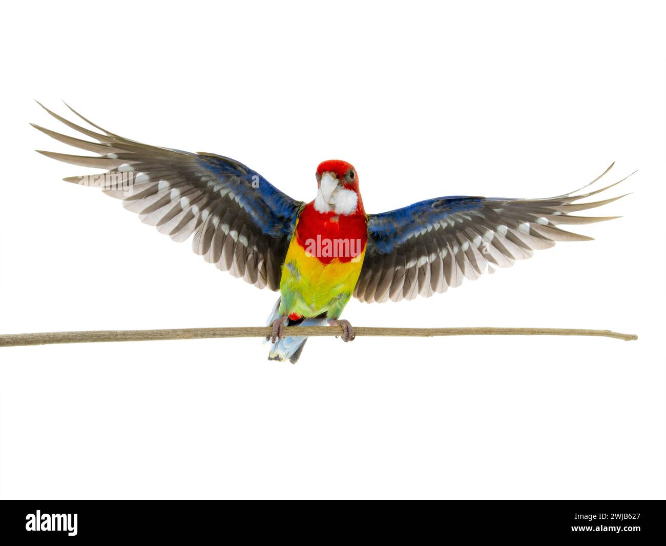 Pappagallo rosella con ali spalmate isolate su sfondo bianco Foto Stock Pappagallo rosella con ali spalmate isolate su sfondo bianco Foto Stock