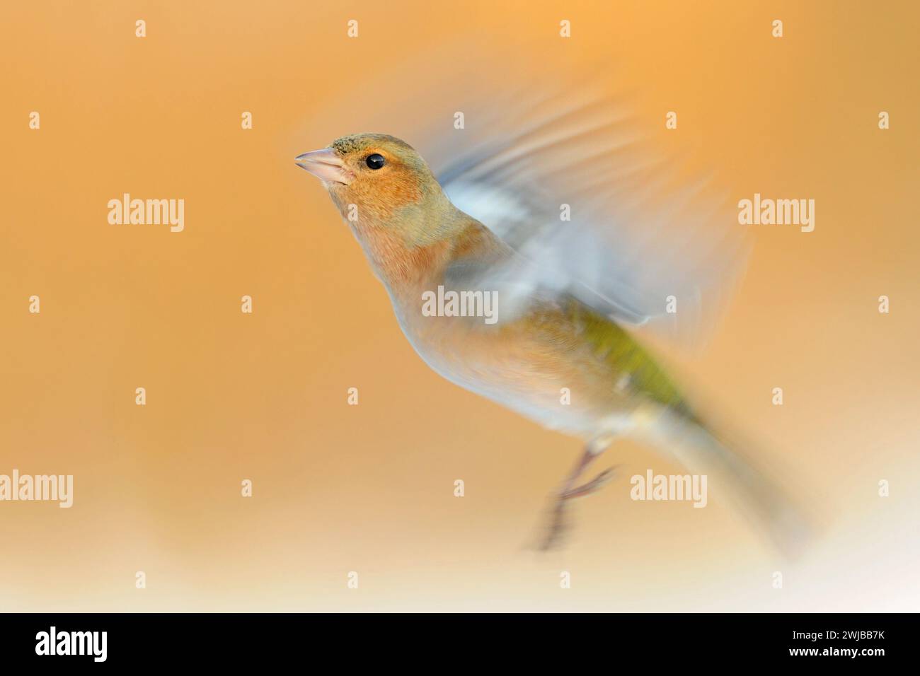 Lunga esposizione, panoramica, di un Flying Common Chaffinch / Buchfink (Fringilla coelebs) che fluttua con le sue ali. Foto Stock