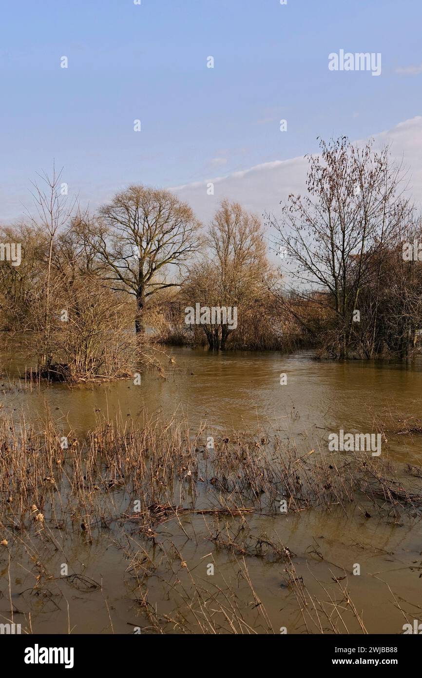 Alberi parzialmente sommersi circondati da acque alluvionali sul fiume Reno vicino a Düsseldorf, Colonia, zona del basso Reno, Germania. Foto Stock