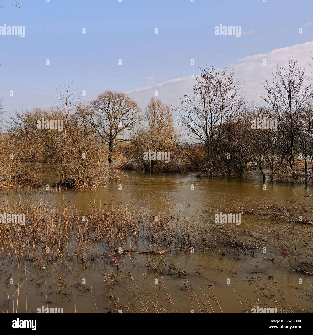 Alberi parzialmente sommersi circondati da acque alluvionali sul fiume Reno vicino a Düsseldorf, Colonia, zona del basso Reno, Germania. Foto Stock