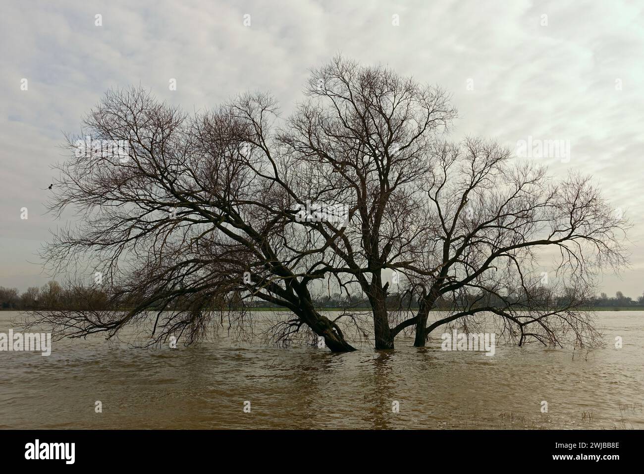 Acqua alta, alta inondazione sul fiume Reno, albero sommerso circondato da acque alluvionali, zona del basso Reno vicino a Colonia e Düsseldorf. Foto Stock