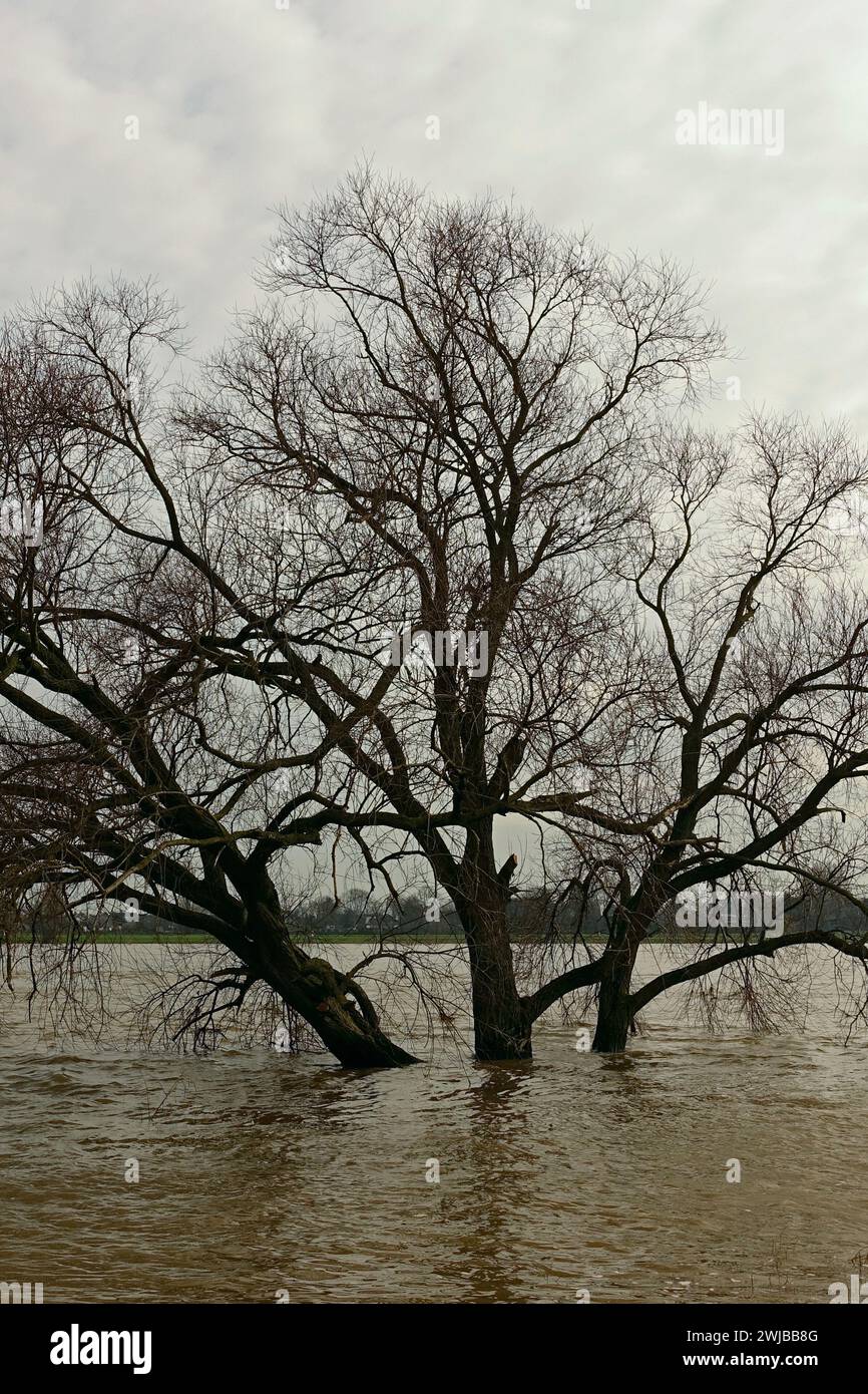 Acqua alta, alta inondazione sul fiume Reno, albero sommerso circondato da acque alluvionali, zona del basso Reno vicino a Colonia e Düsseldorf. Foto Stock