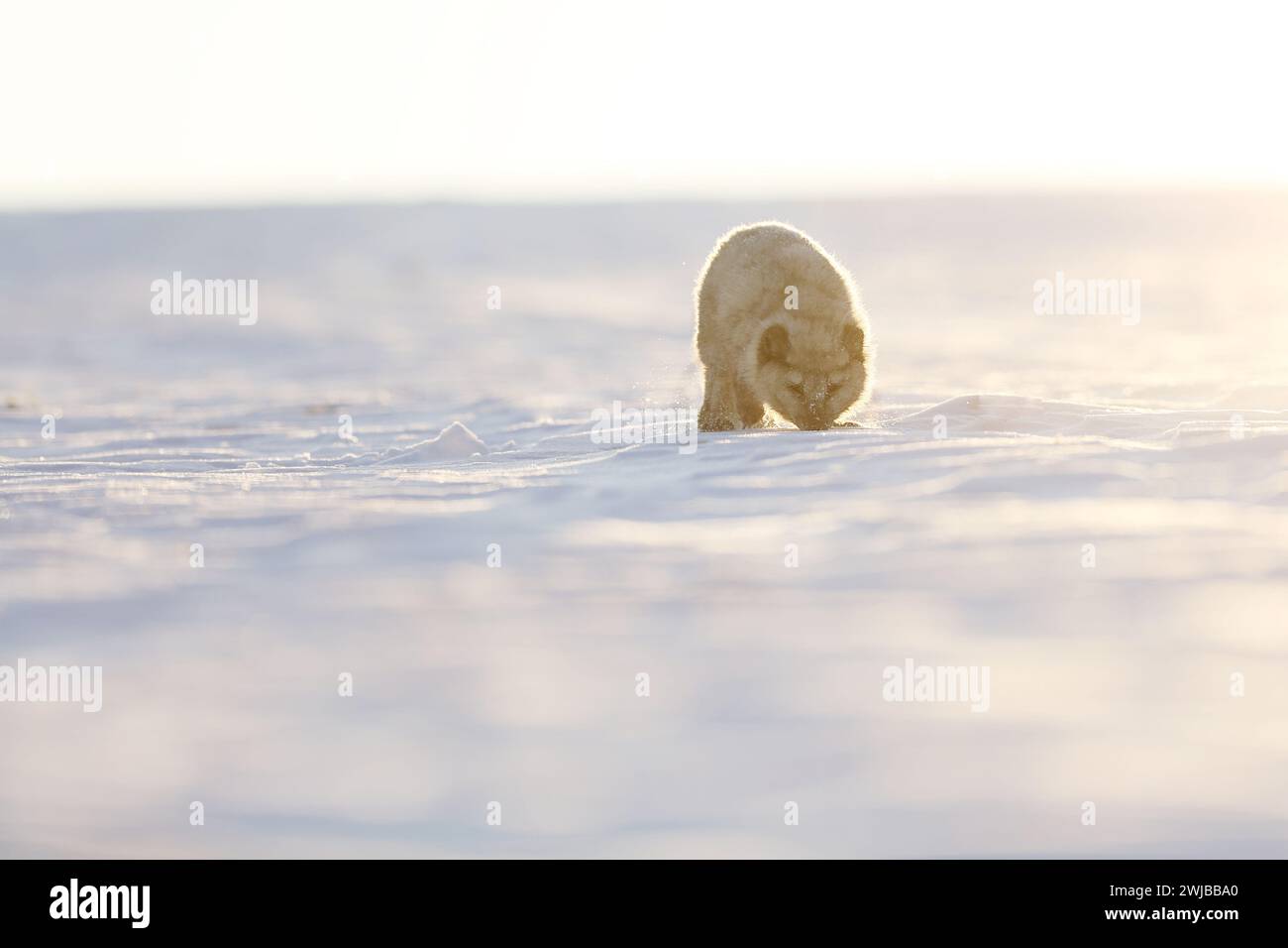 Volpe artica, bellissimo animale sulla neve. Sniffare volpe polare. Scene d'azione naturalistiche, tra cui Vulpes lagopus, Svalbard, Norvegia Foto Stock