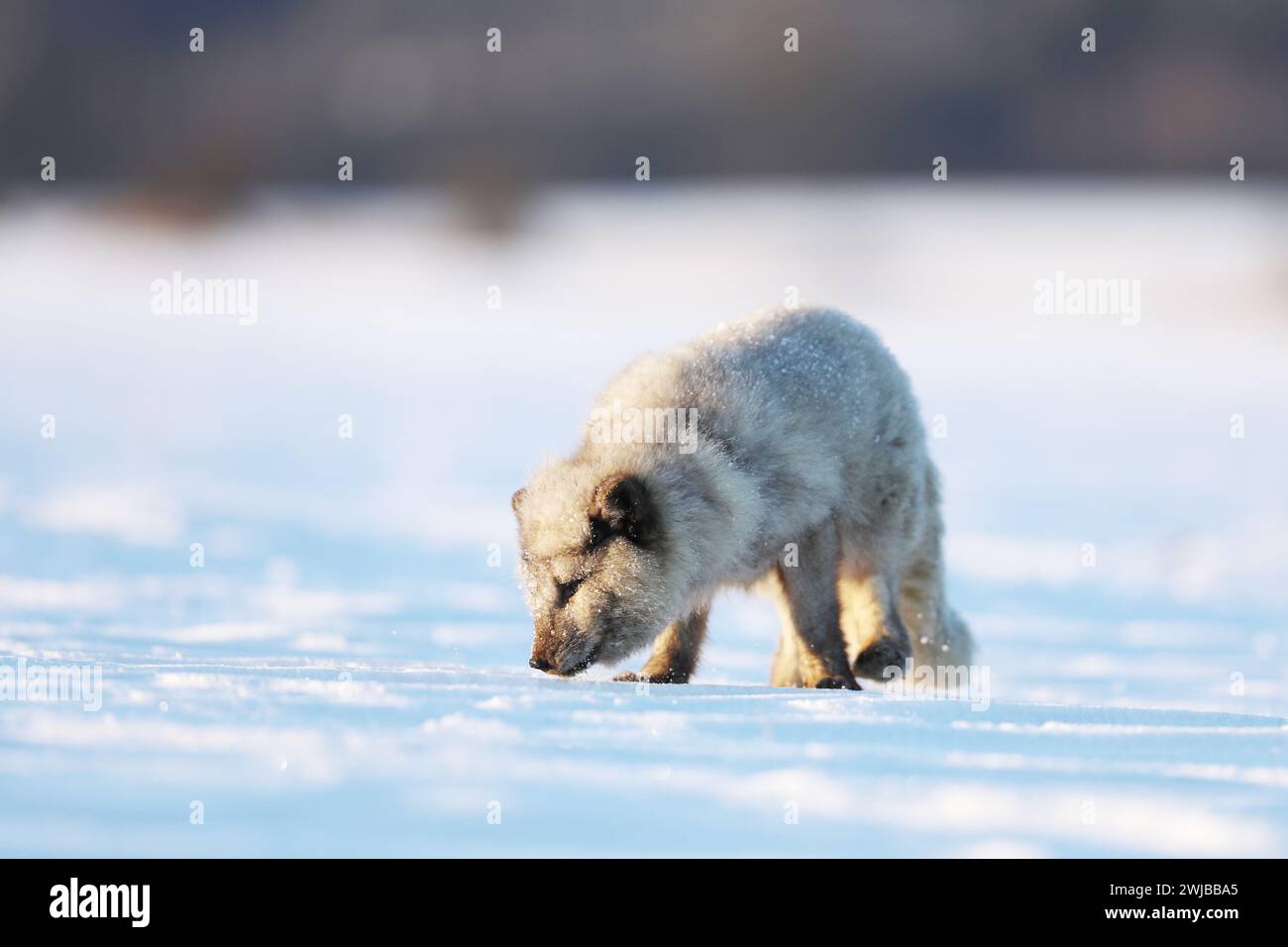 Volpe artica, bellissimo animale sulla neve. Sniffare volpe polare. Scene d'azione naturalistiche, tra cui Vulpes lagopus, Svalbard, Norvegia Foto Stock