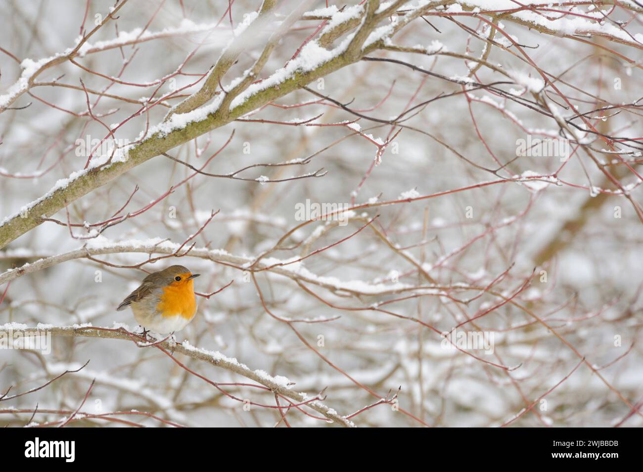 Robin Redbreast ( erithacus rubecula ) in inverno duro, molta neve, arroccato in cespugli innevati, uccellino, fauna selvatica, Europa. Foto Stock