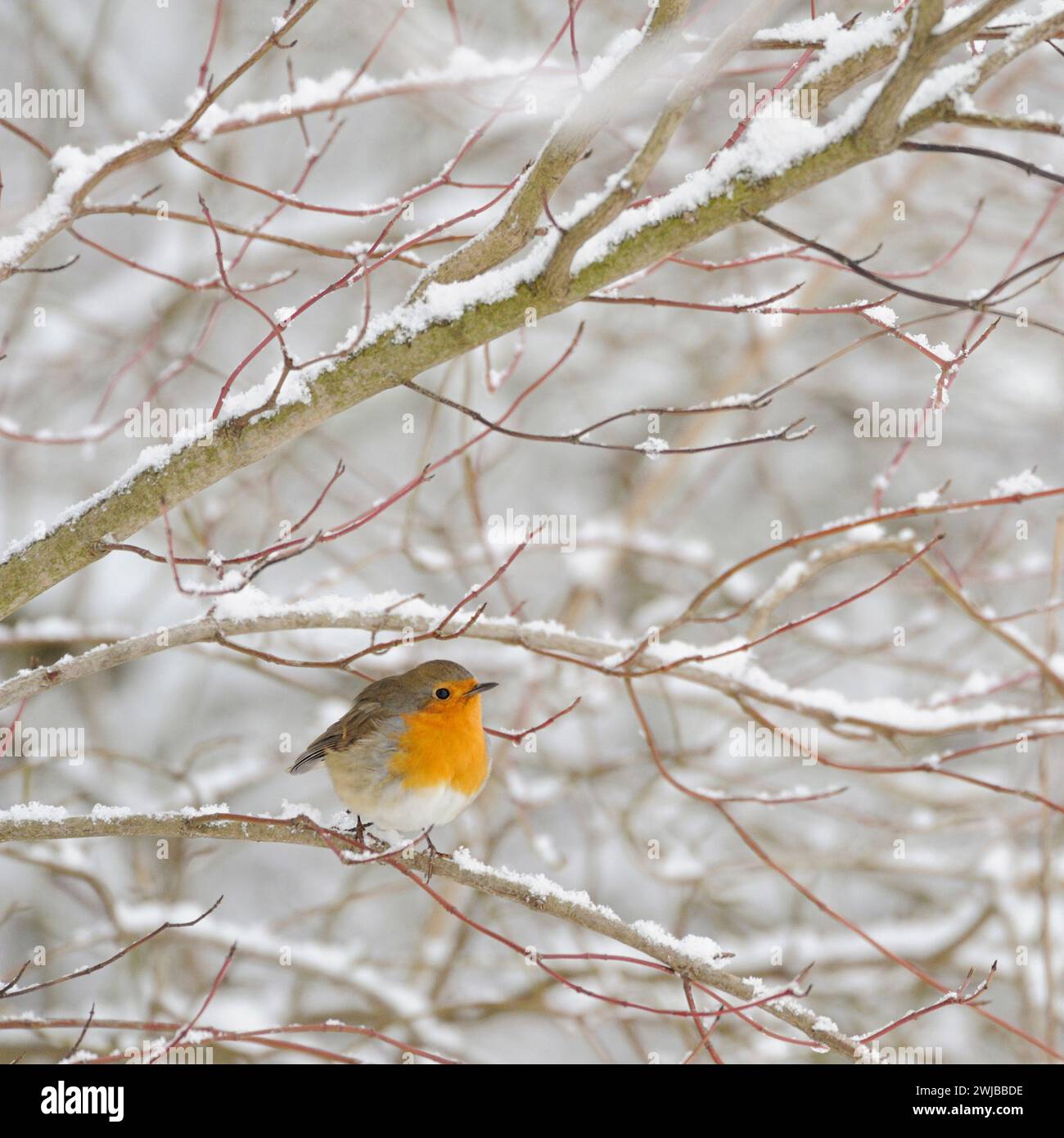 Robin Redbreast ( erithacus rubecula ) in inverno duro, molta neve, arroccato in cespugli innevati, uccellino, fauna selvatica, Europa. Foto Stock