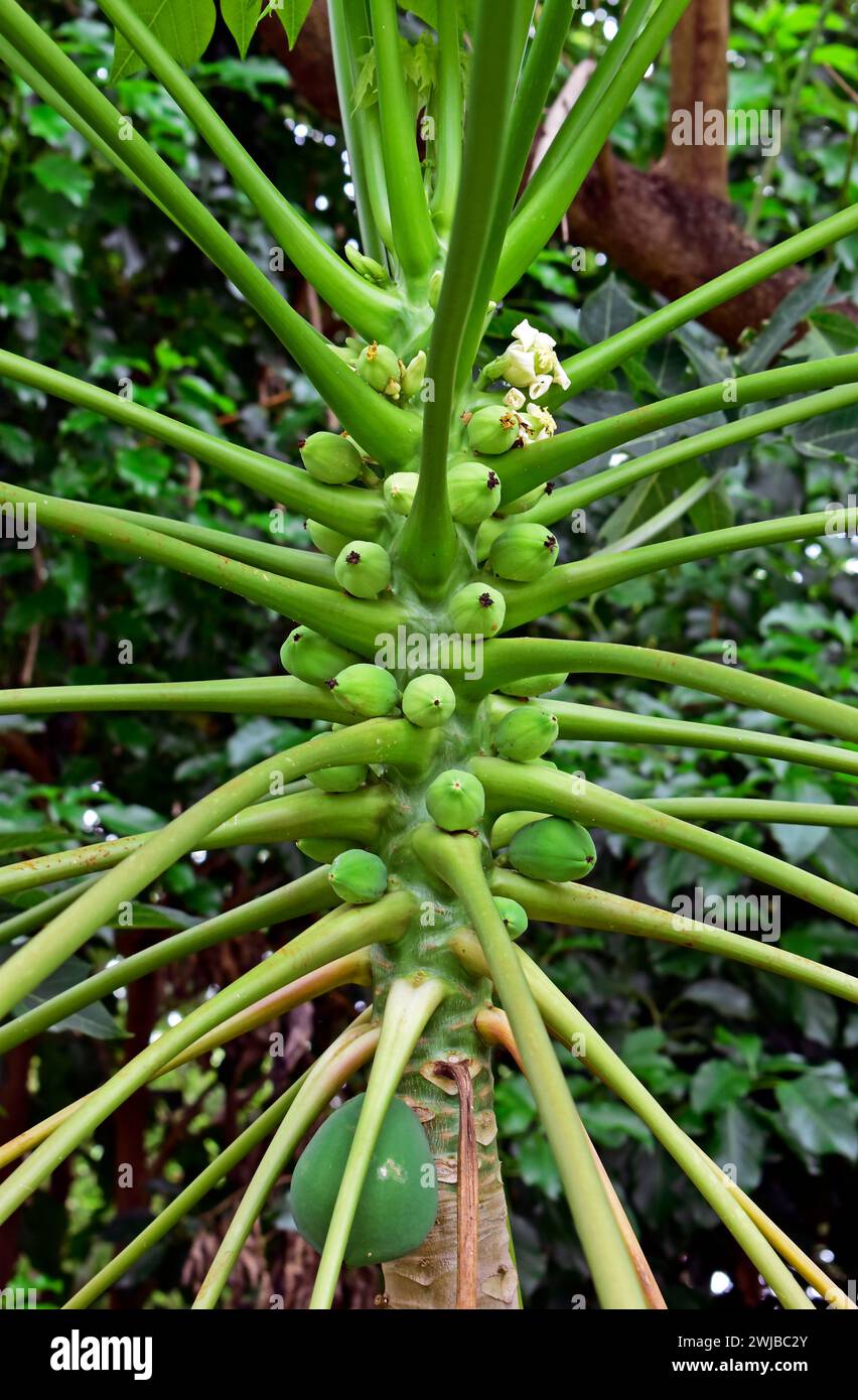 Dettaglio dell'albero di papaya con frutta nuova Foto Stock