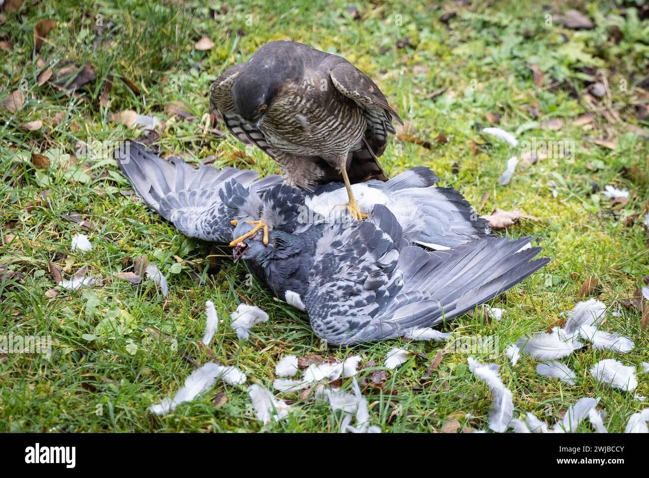 Uccello preda Sparrowhawk eurasiatico che si nutre di piccione catturato nel giardino urbano britannico Foto Stock
