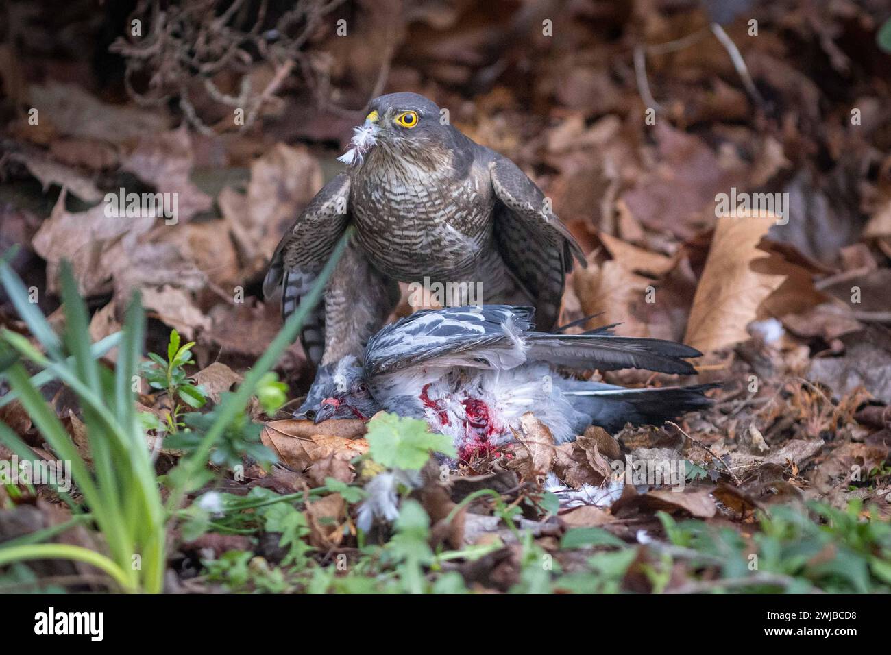 Uccello preda Sparrowhawk eurasiatico che si nutre di piccione catturato nel giardino urbano britannico Foto Stock