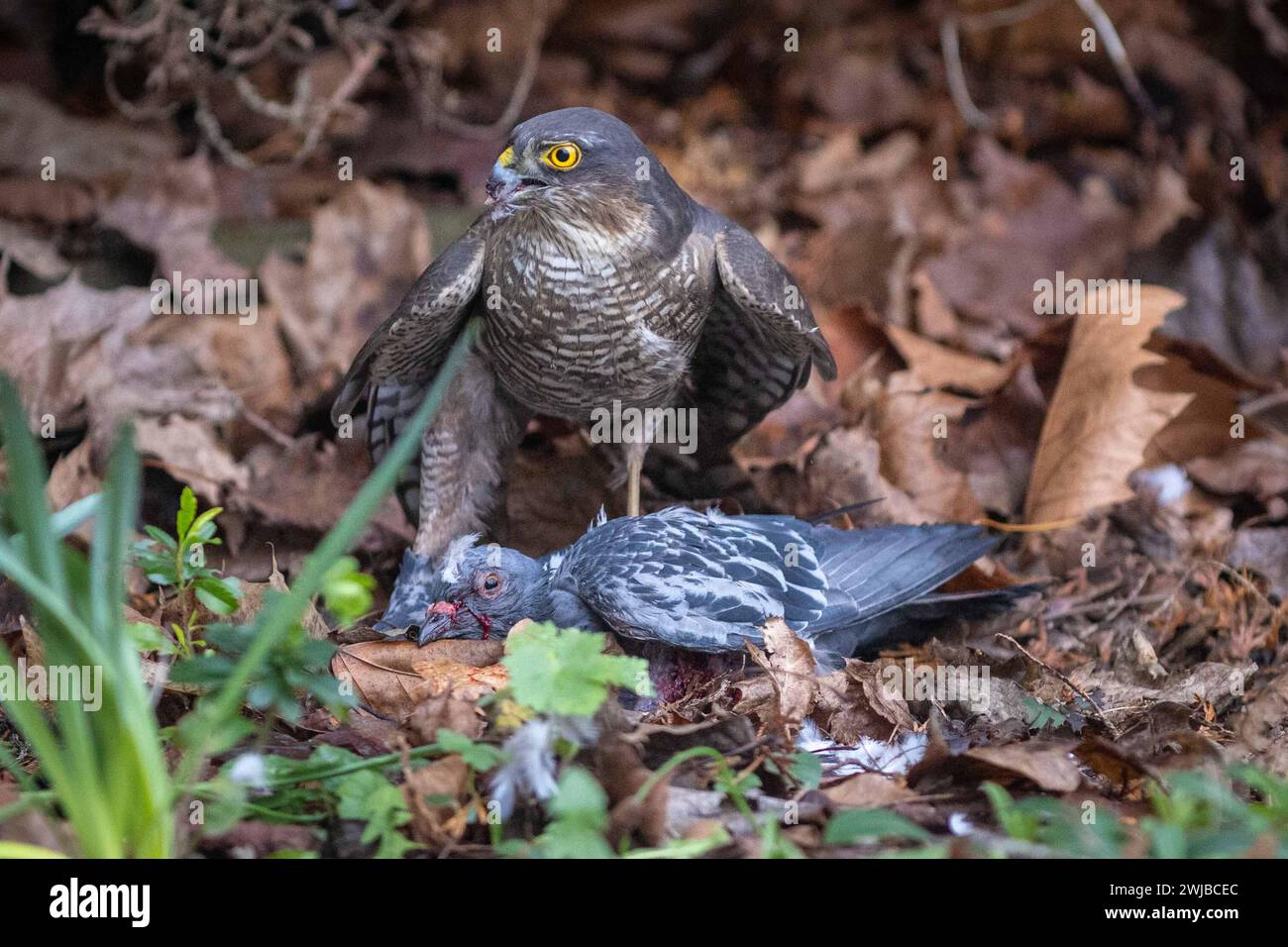 Uccello preda Sparrowhawk eurasiatico che si nutre di piccione catturato nel giardino urbano britannico Foto Stock