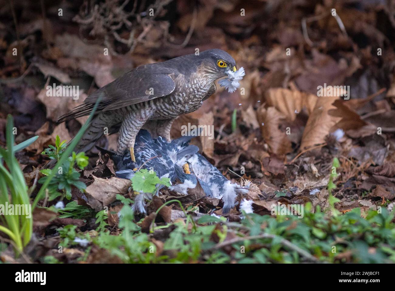 Uccello preda Sparrowhawk eurasiatico che si nutre di piccione catturato nel giardino urbano britannico Foto Stock