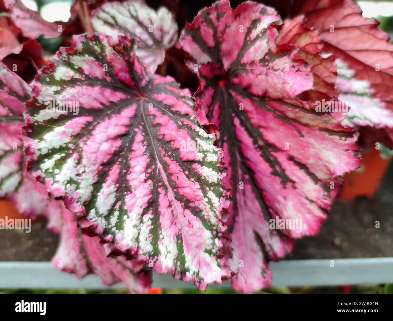 Begonia Rex con foglie rosa e splendidi motivi testurizzati Foto Stock