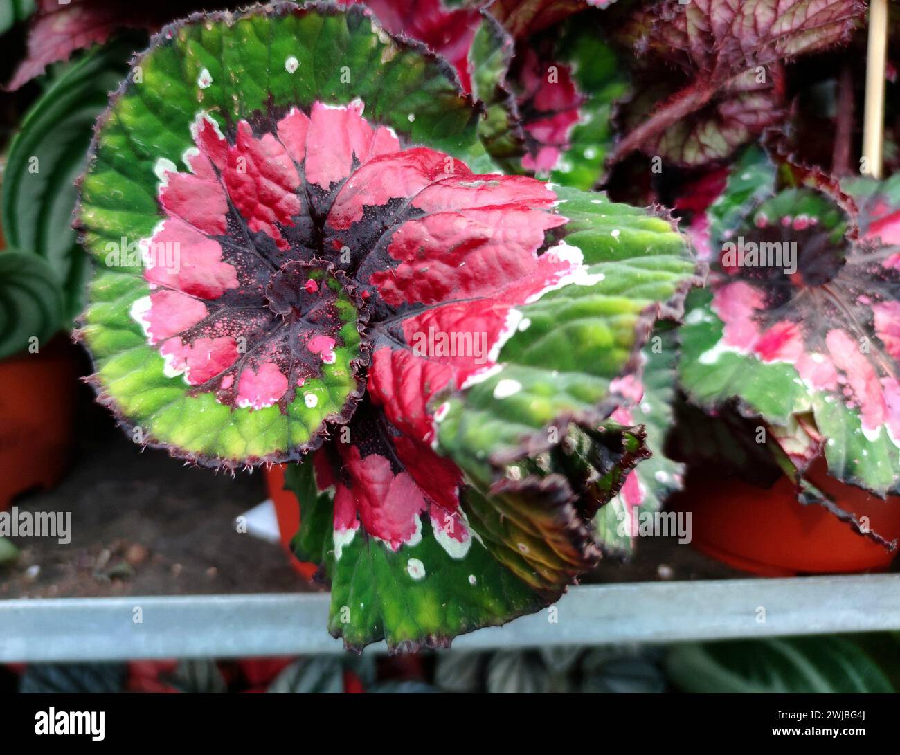 Rex Begonia con splendido motivo testurizzato Foto Stock