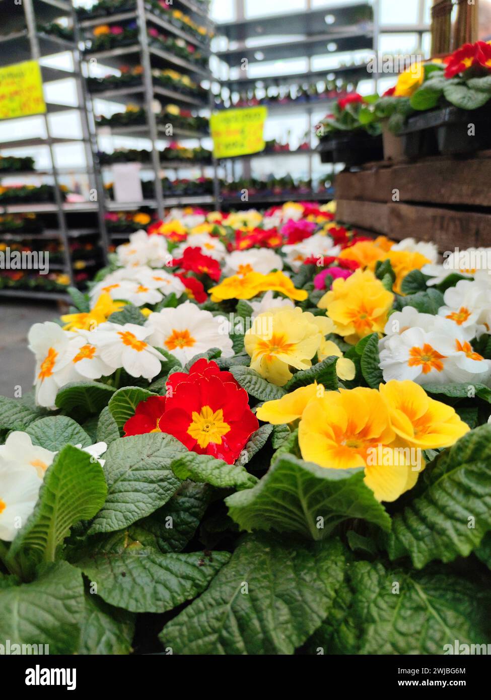 Piante primula fiorite con fiori dai colori vivaci in tutti i tipi di colori in un centro giardino a Zevenhuizen, nei Paesi Bassi Foto Stock