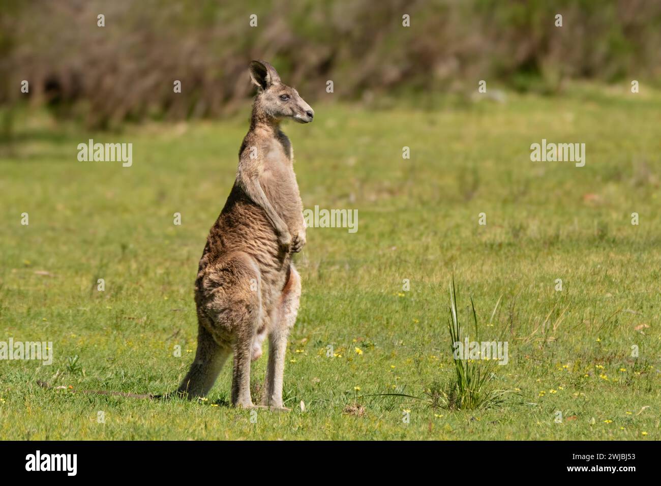 Un canguro grigio orientale (Macropus giganteus) si affaccia intorno al Churchill National Park vicino a Melbourne. Il marsupiale è anche conosciuto come un grande grigio. Foto Stock