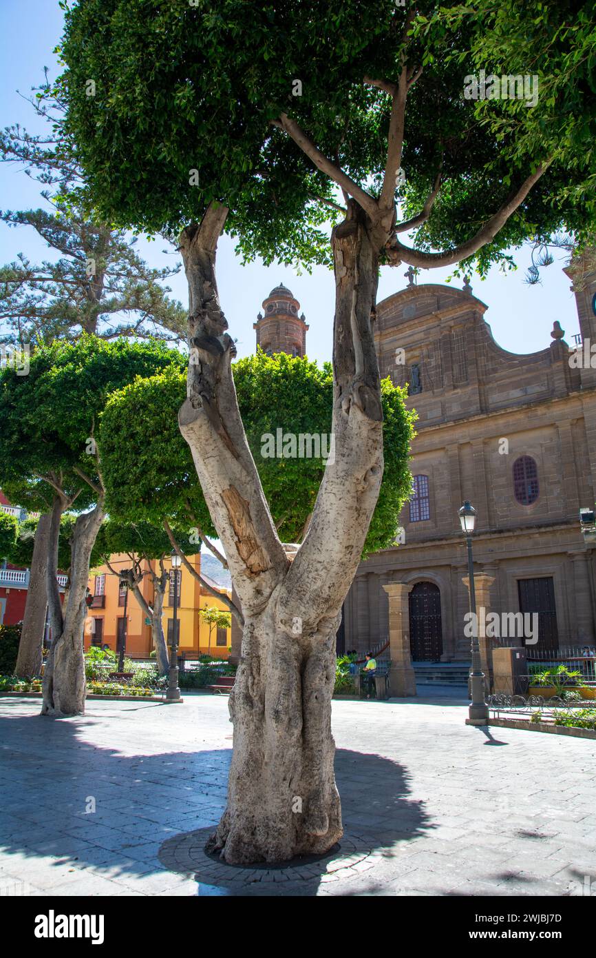 Alberi che si affacciano sulla chiesa di Santiago de los Caballeros nella città di Galdar sull'isola Canaria di Gran Canaria, in Europa Foto Stock