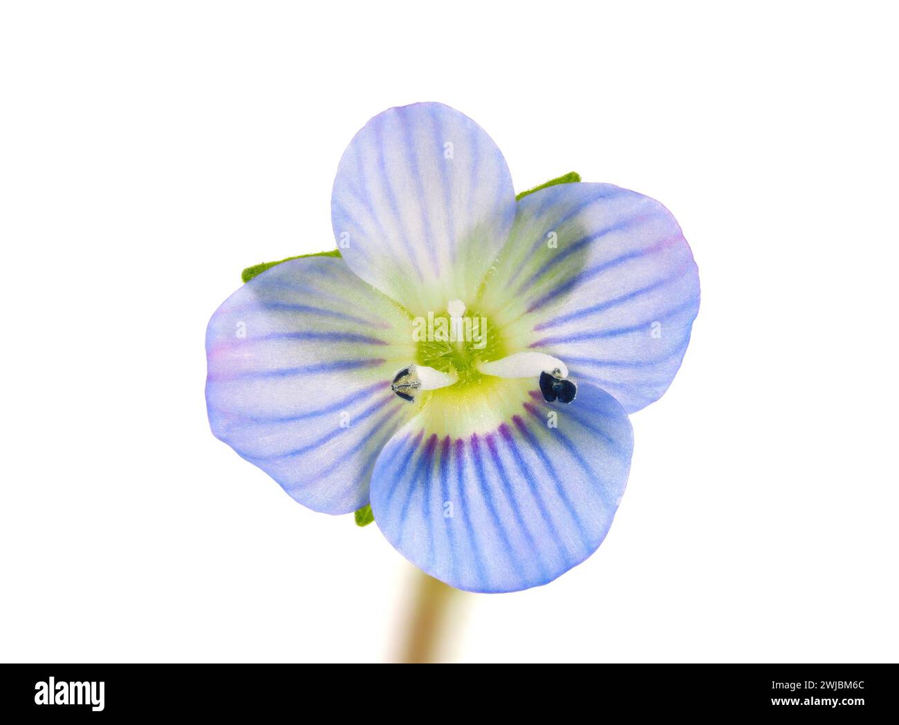 Fiore persiano speedwell isolato su sfondo bianco, Veronica persica Foto Stock