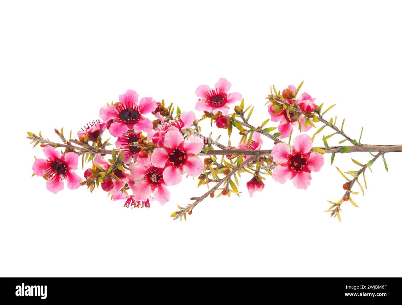 Ramo di Manuka in fiore isolato su sfondo bianco, Leptospermum scoparium Foto Stock