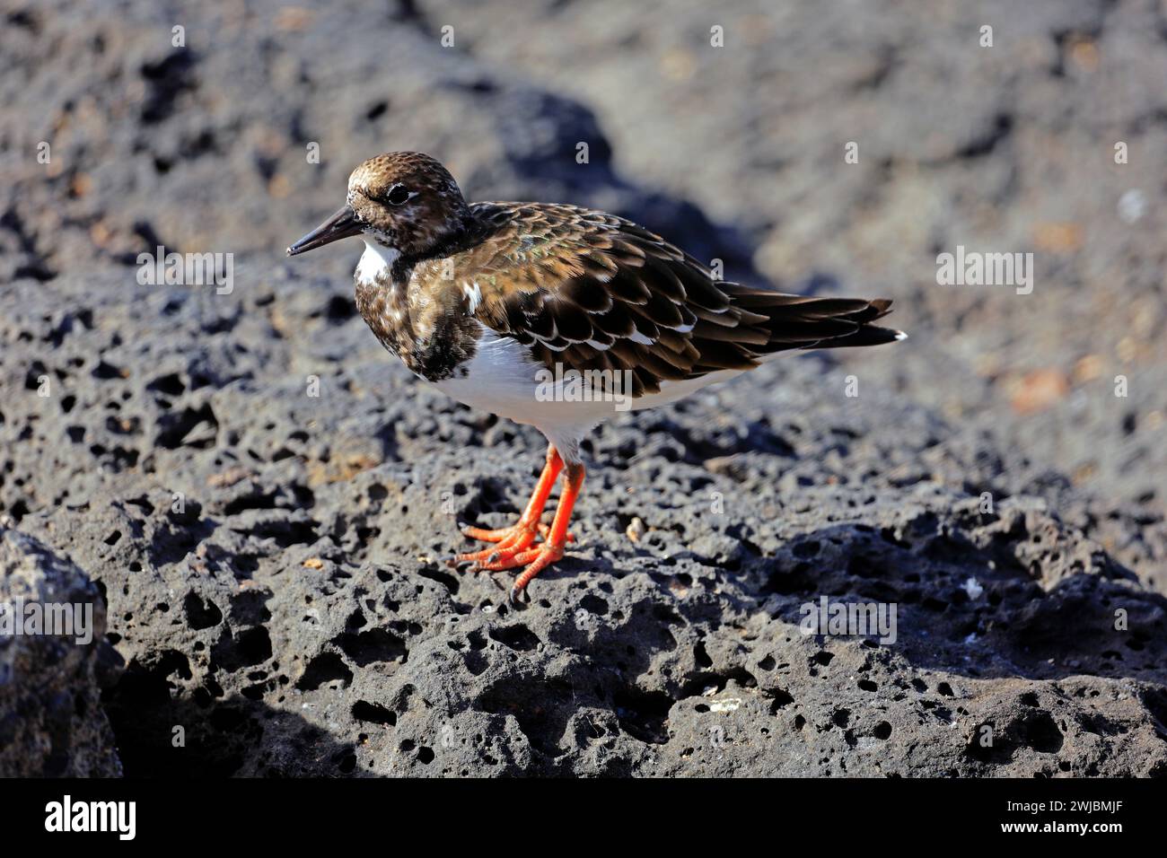 Lapide per adulti, piumaggio invernale, interpretazioni Arenaria con becco aperto, Fuerteventura, Isole Canarie, Spagna, preso il novembre 2023 Foto Stock