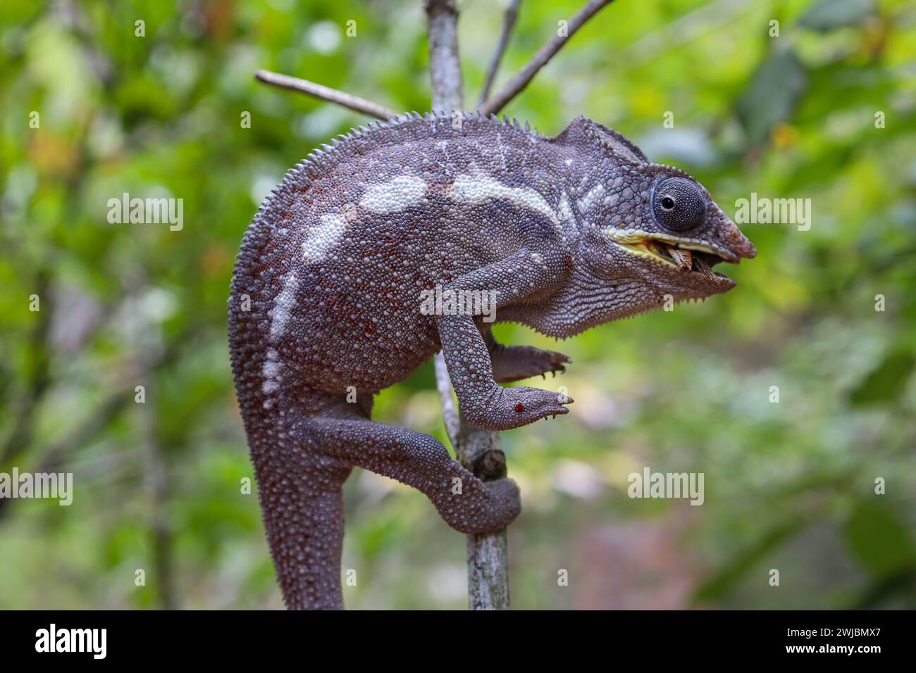 Camaleonte selvatico, Madagascar Foto Stock