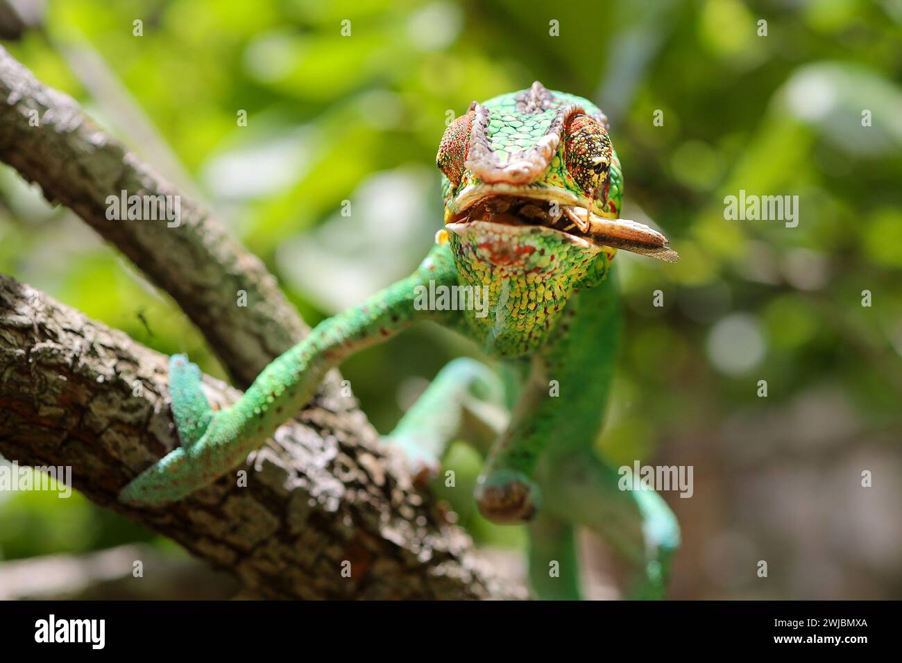 Camaleonte selvatico, Madagascar Foto Stock