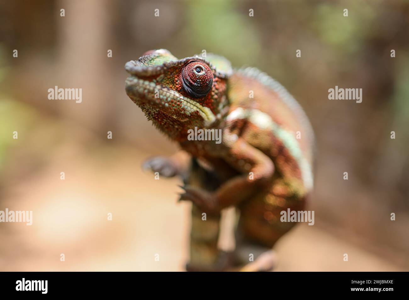 Camaleonte selvatico, Madagascar Foto Stock