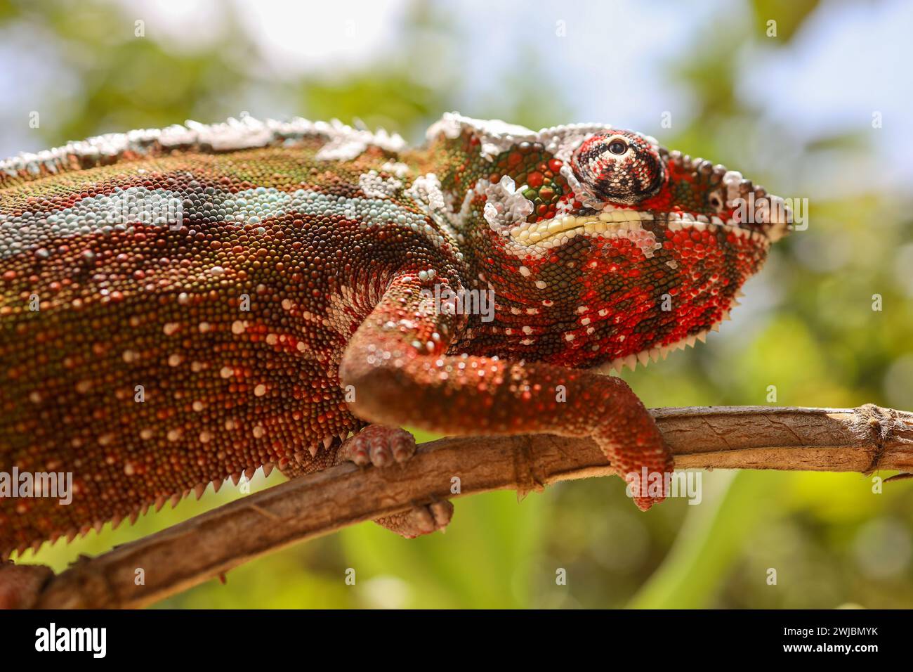 Camaleonte selvatico, Madagascar Foto Stock