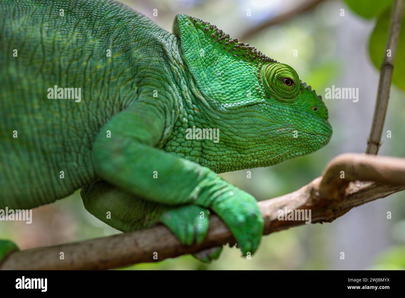 Camaleonte selvatico, Madagascar Foto Stock
