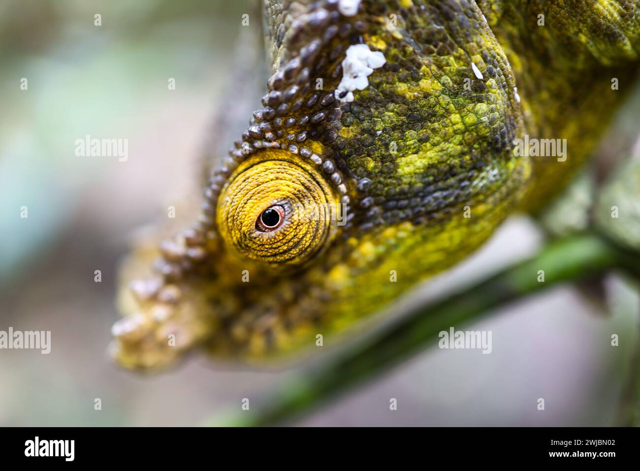 Camaleonte selvatico, Madagascar Foto Stock