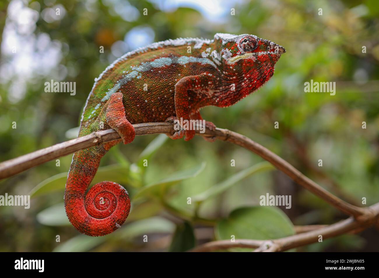 Camaleonte selvatico, Madagascar Foto Stock