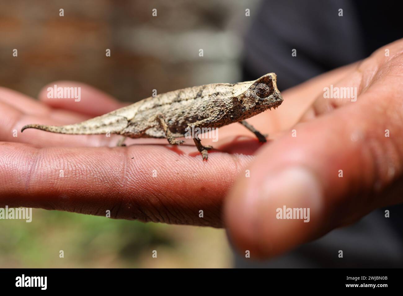 Camaleonte selvatico, Madagascar Foto Stock