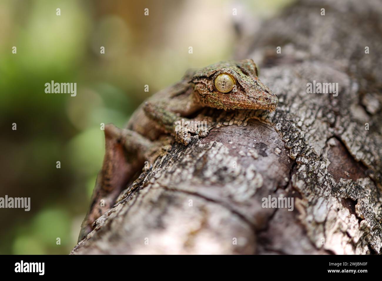 Rettili del Madagascar Foto Stock