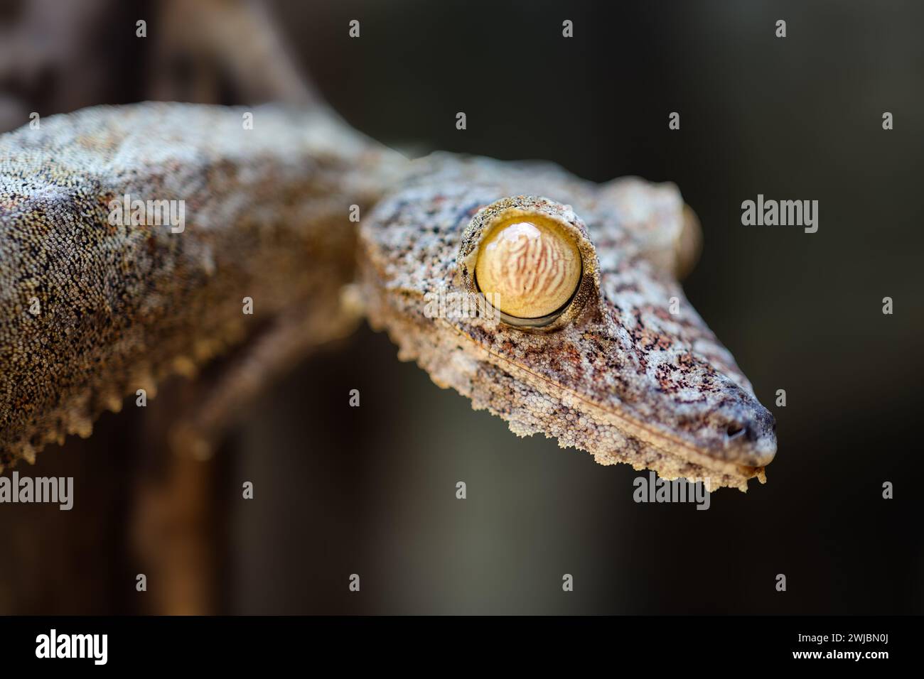 Rettili del Madagascar Foto Stock