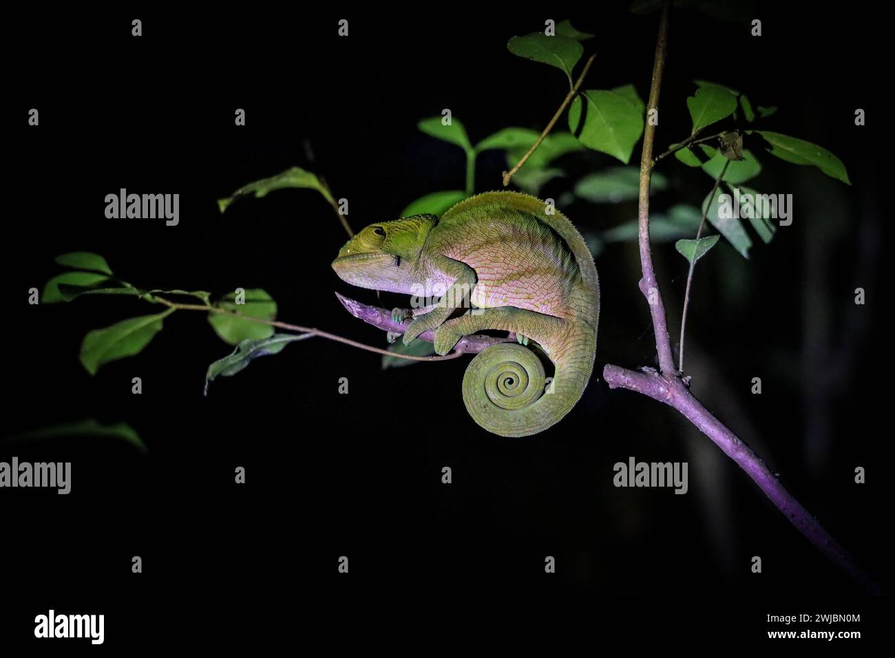 Camaleonte selvatico, Madagascar Foto Stock