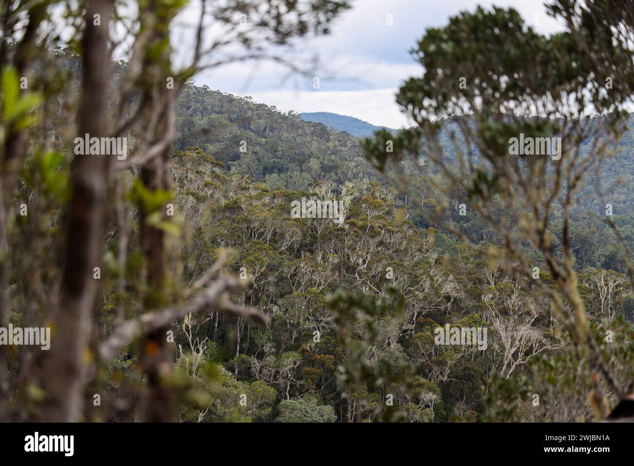 Foresta primordiale, Madagascar Foto Stock