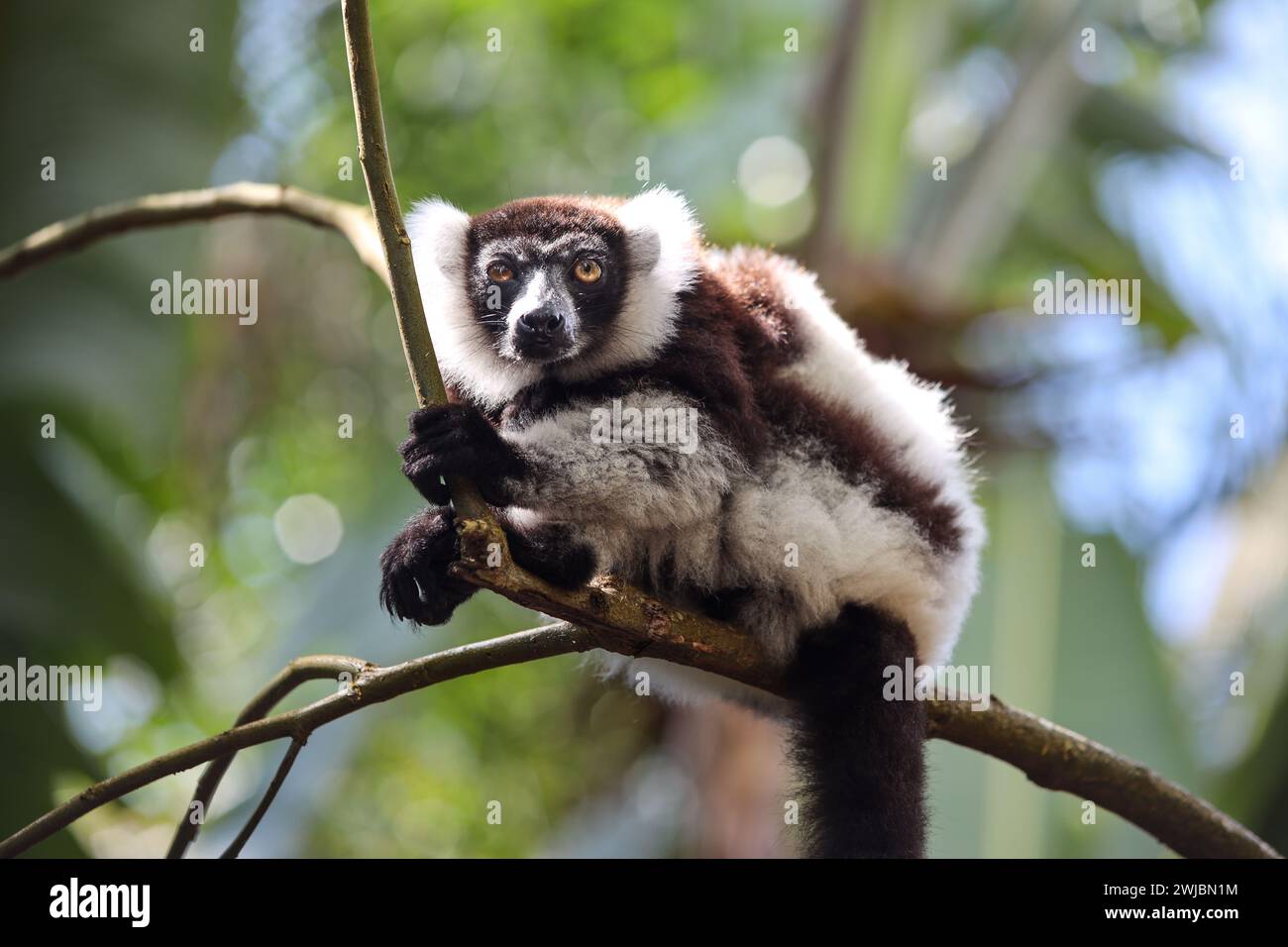 Lemuri, Madagascar Foto Stock