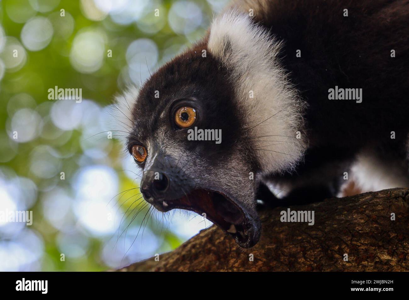 Lemuri, Madagascar Foto Stock