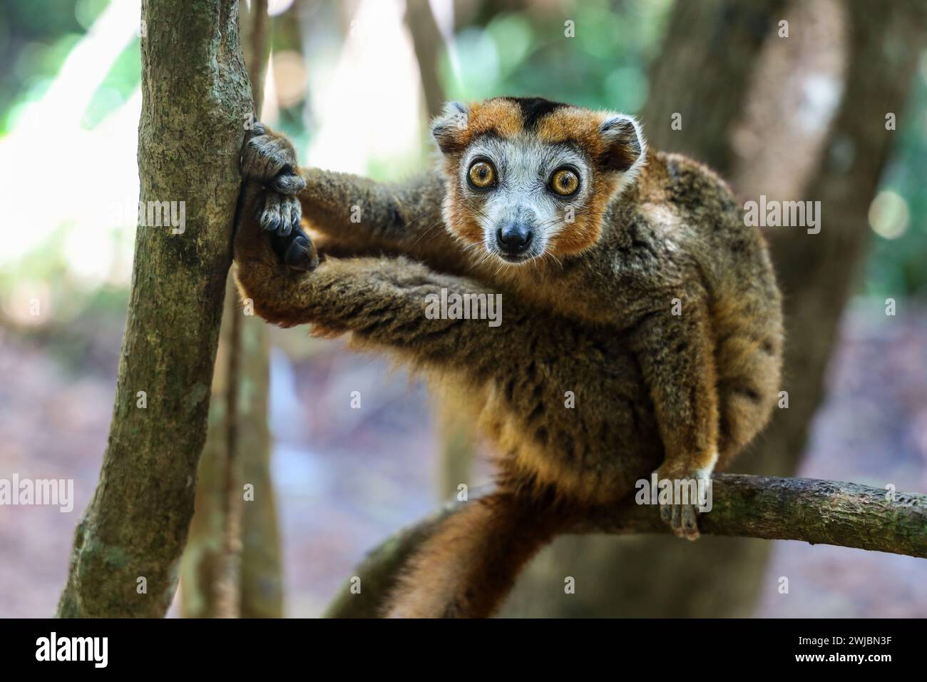 Lemuri, Madagascar Foto Stock
