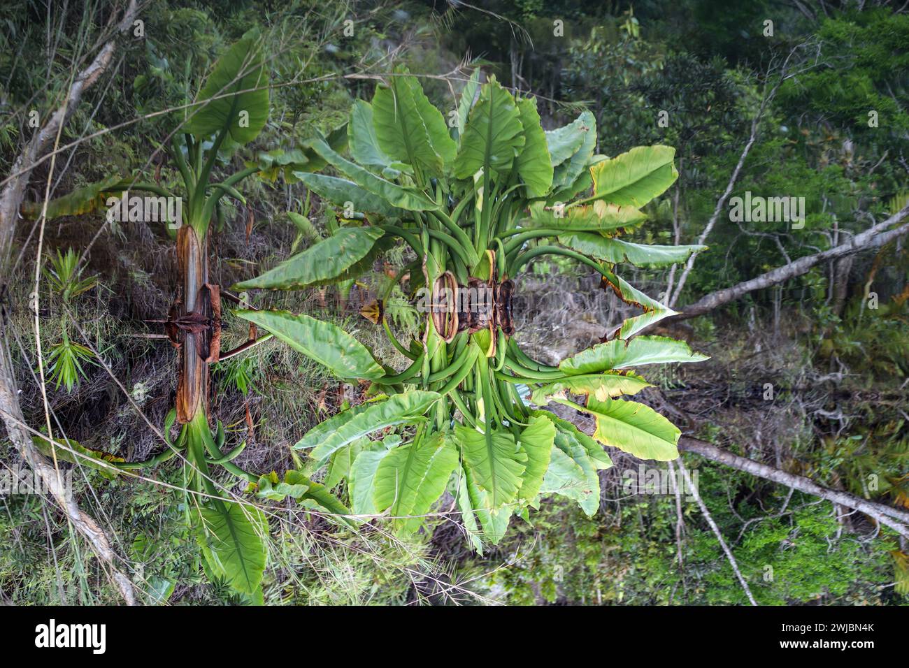 Riflesso vegetale in acque cristalline, Madagascar Foto Stock