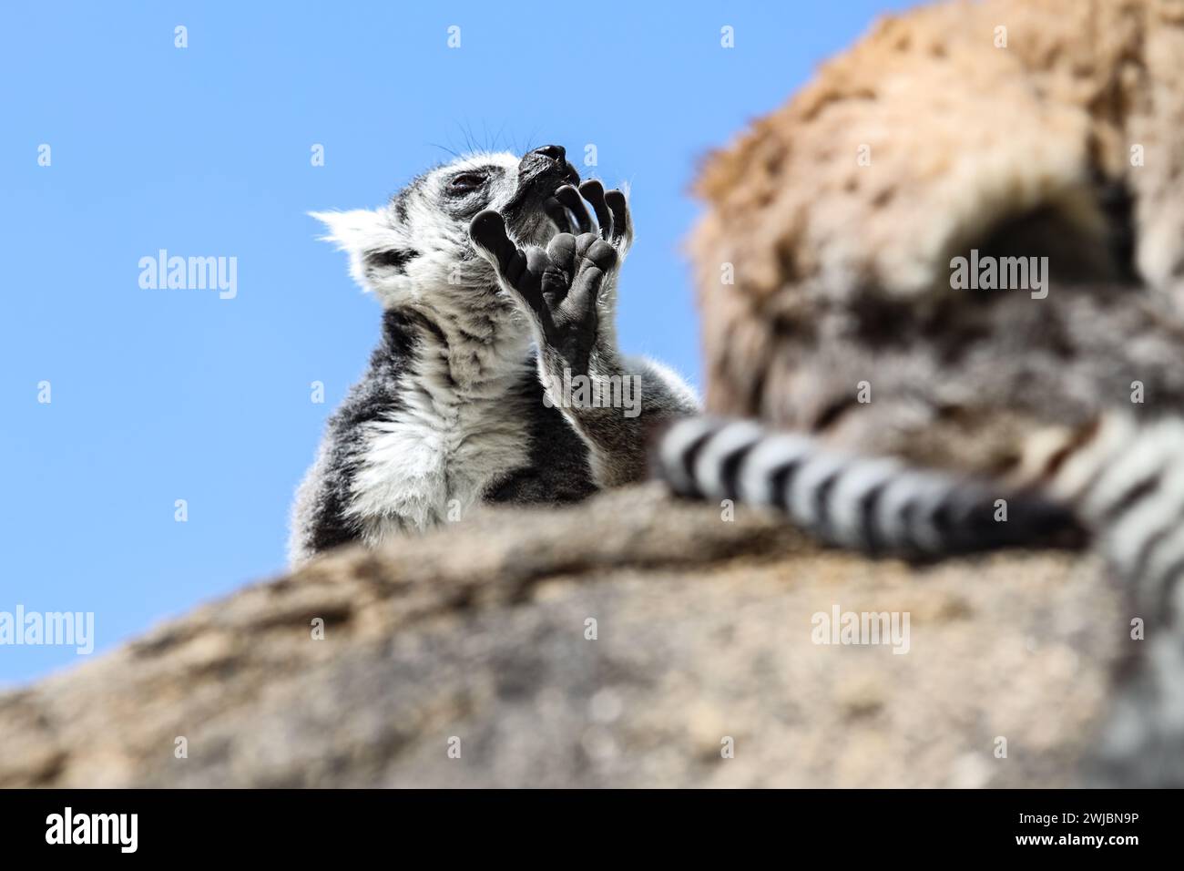 Lemuri, Madagascar Foto Stock