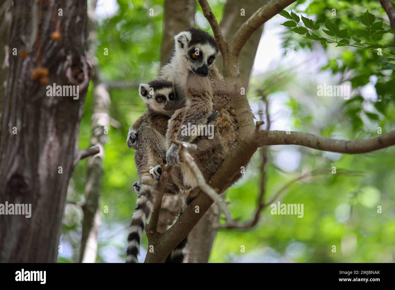 Lemuri, Madagascar Foto Stock