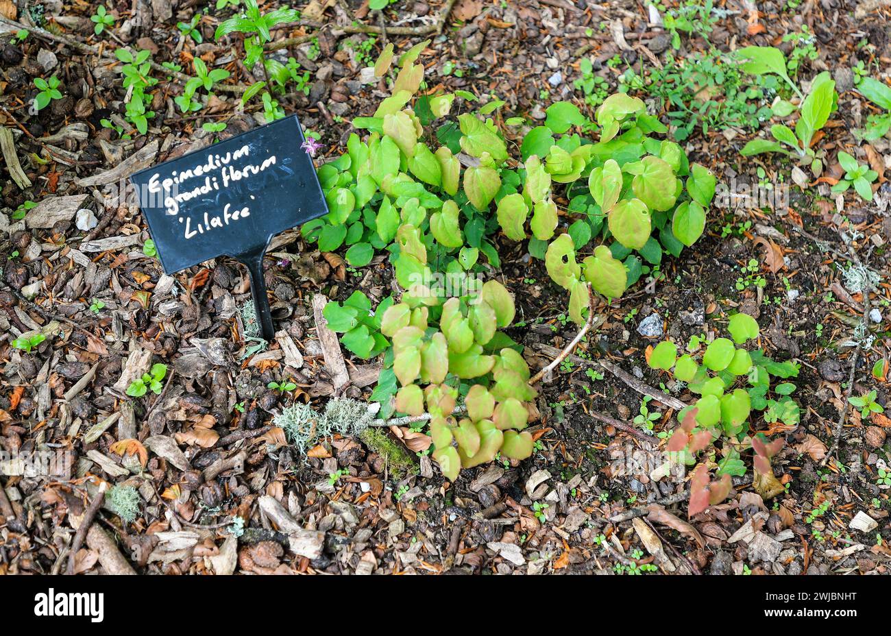 La grande barrenwort fiorita, o cappello da vescovo, pianta di copertura del terreno grandiflroum 'Lilafee' Foto Stock