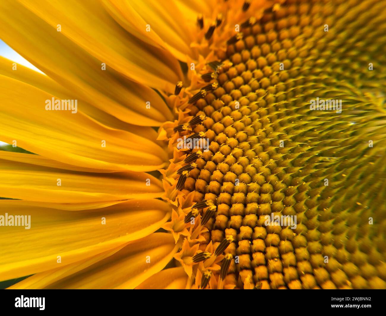 Primo piano di petali di girasole gialli e centro verde. Ottimo per lo sfondo. Foto Stock