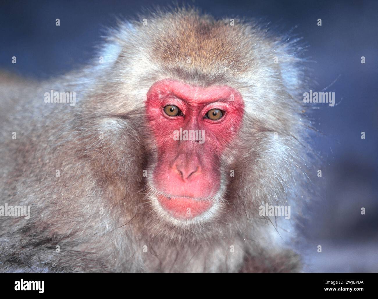 Macaco giapponese Macaca fuscata o scimmia delle nevi una delle tante espressioni facciali Foto Stock