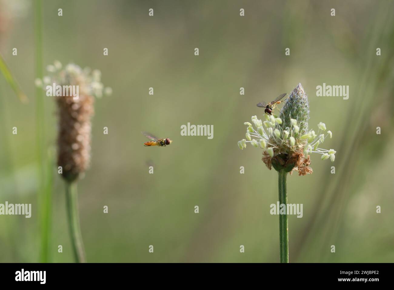 Due piccoli insetti uno su un fiore, uno a metà volo verso il fiore. Ideale da utilizzare come sfondo o sfondo. Foto Stock