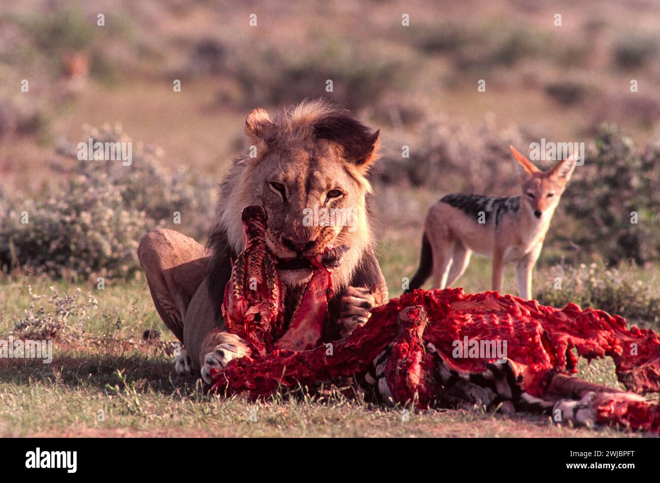 Leone Panthera leo su un'uccisione zebra guardato da uno sciacallo nero Etosha Namibia Foto Stock