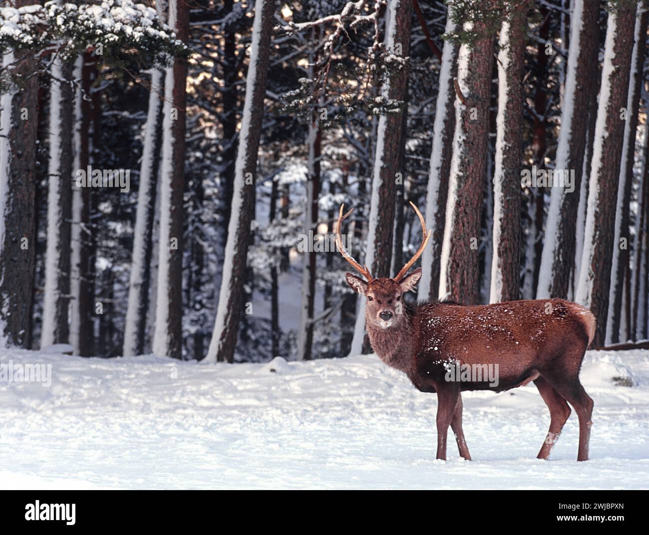 Cervo Cervus elaphus neve profonda in inverno e riparo dai pini Cairngorms Scozia Foto Stock