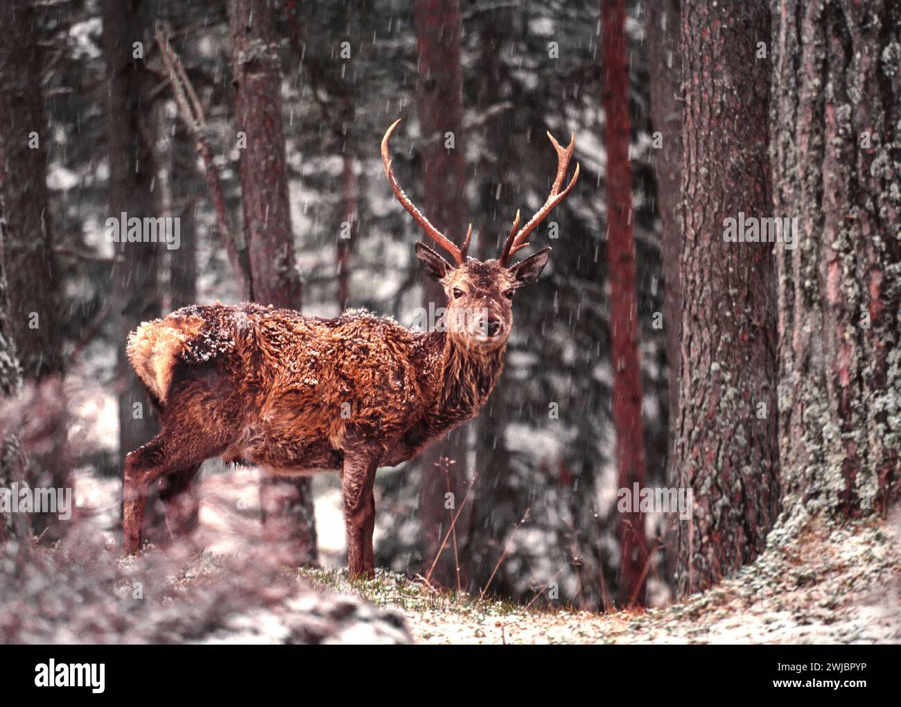 Cervo Cervus elaphus, nevicata e nevicata in inverno e riparo dai pini di Cairngorms, Scozia Foto Stock