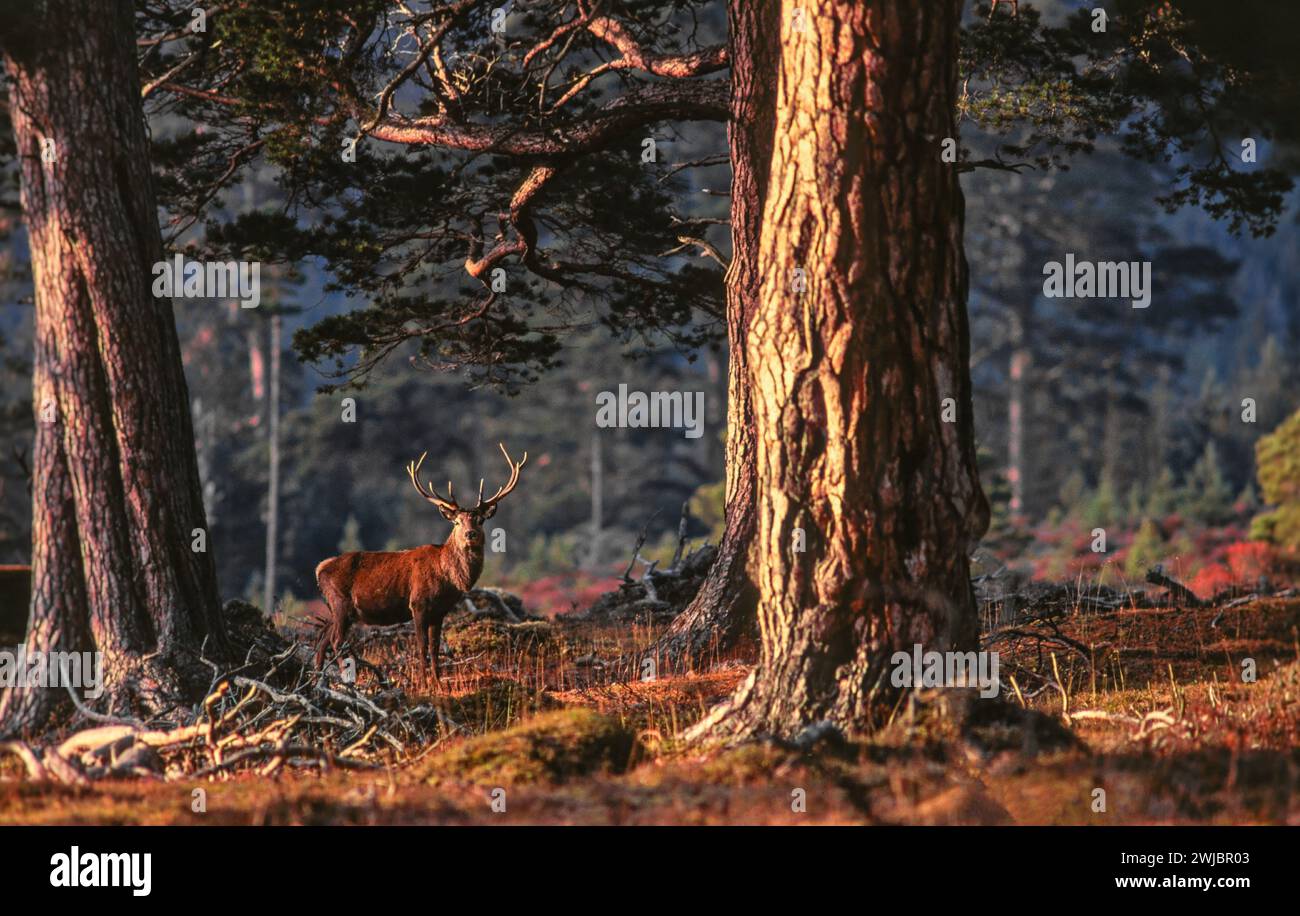 Cervo rosso Cervus elaphus cervo nel vecchio legno di pino caledoniano Cairngorms Scozia Foto Stock