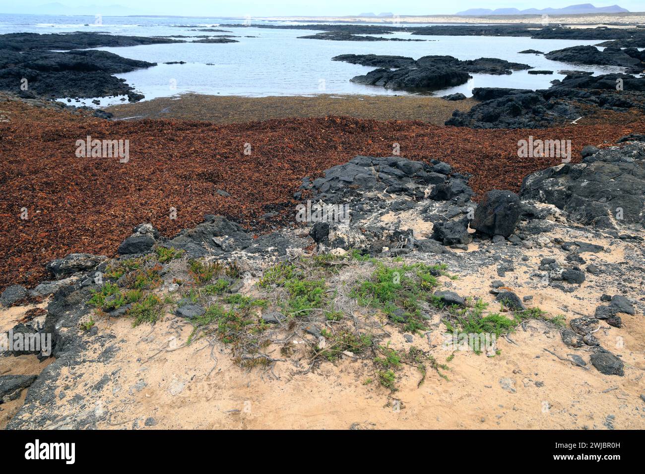 Costa atlantica vulcanica con piscine rocciose e spessi tappeti di alghe bagnati su una spiaggia, Fuerteventura. Possibilmente sargassum o sargassum miscelato. Foto Stock